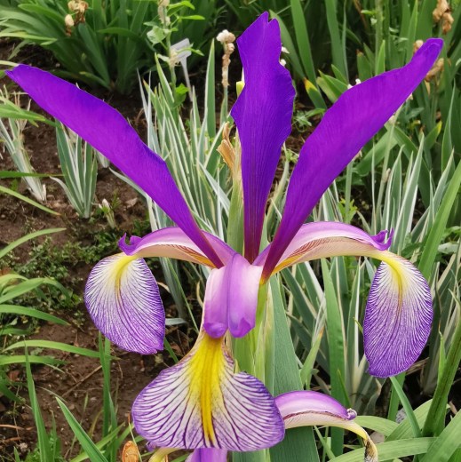 Premier IMG_20210625_175634 upr velikost